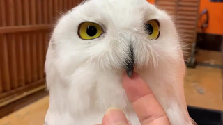 Menggoda Burung Hantu Salju