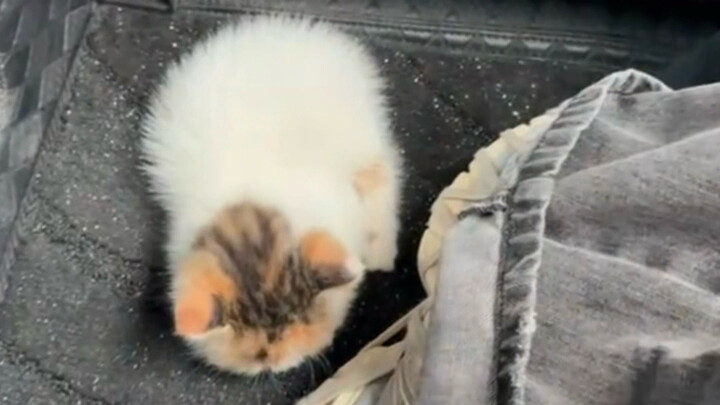 كم من الوقت يستغرق لتُصبح صديقًا لفتاة صغيرة جميلة ذات فراء ثلاثي الألوان؟