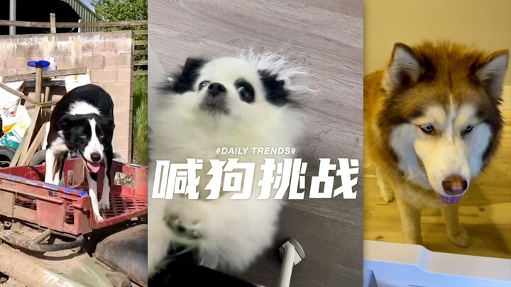 Challenge the dog to come over without saying a single word!