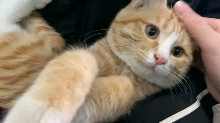 Ternyata ketemu kucing kecil di stasiun kereta bawah tanah, belakangan ini memang sedang dalam fase 