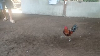 Jilljhames national stags sparring Camiguin