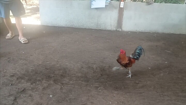 Jilljhames national stags sparring Camiguin