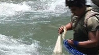 Cast Net Fishing in Nepal | Cast Netting in Nepal | Himalayan Trout Fishing |