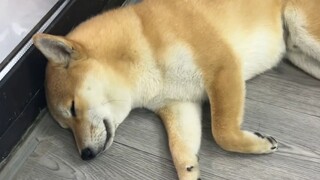 小狗能有什么坏心思呢~小狗只想出去丸~