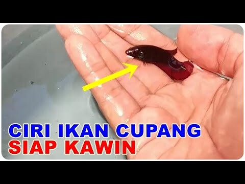 Kapan Induk Cupang Bisa Dikawinkan Lagi Setelah selesai Bertelur ?