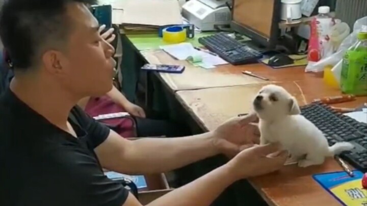 “เตือนความน่ารัก! ฝูงลูกหมาน้อยน่าเอ็นดูกำลังบุกมาแล้ว!”