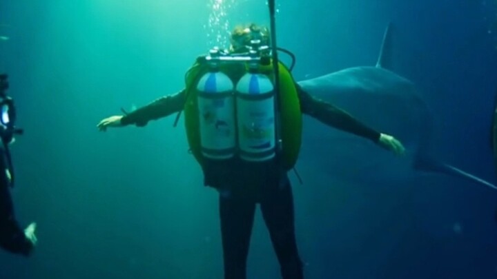 A giant shark has actually appeared in the river!