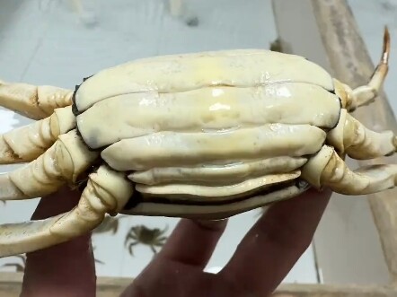 ตอนนี้ปูตัวแม่อ้วนมาก จนอ้วนจนตายไปแล้ว