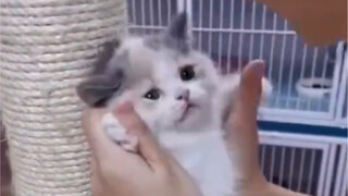 Không nỗ lực sẽ trở thành đồ chơi của phụ nữ.jpg