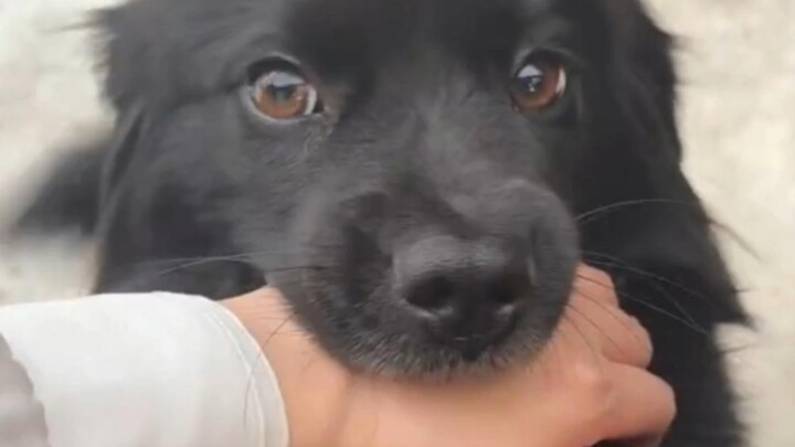 A gentle bite on the hand is the highest form of etiquette in the canine world.