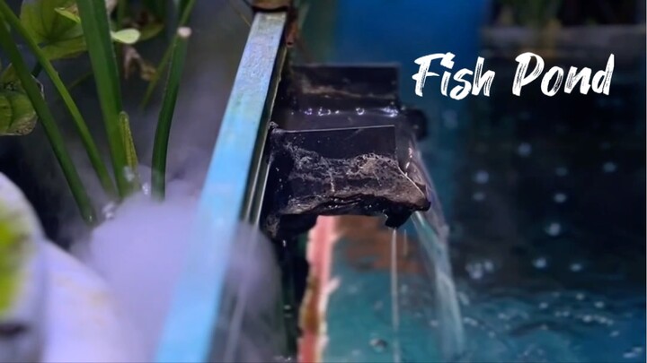 Fish Pond #fish