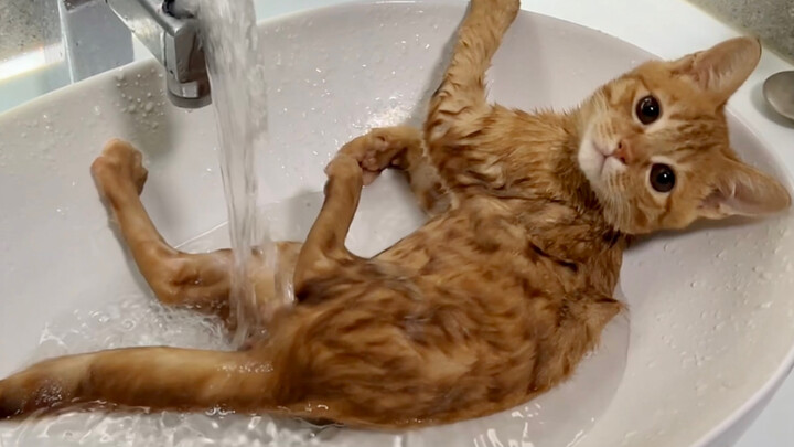 قطّة صينية ريفية؟ الاستحمام لا ينبغي أن يكون مشكلة كبيرة…