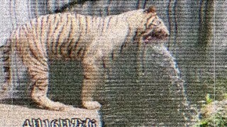 A tiger at the zoo was "spitting water" into the pond. The videographer noted that a zookeeper was r