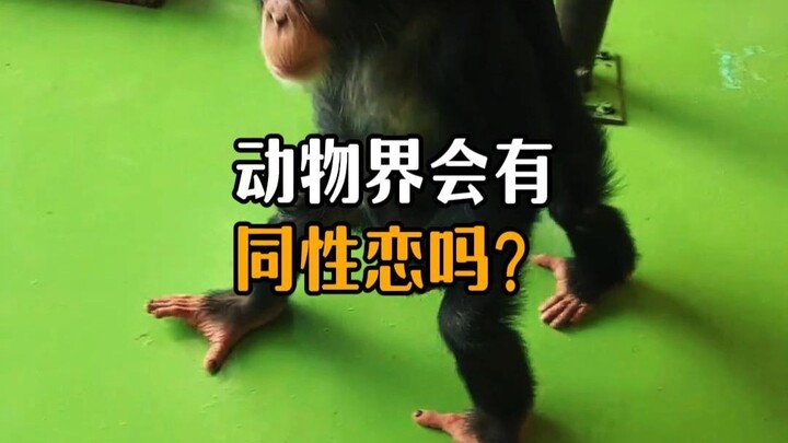 Is there homosexuality in the animal kingdom?