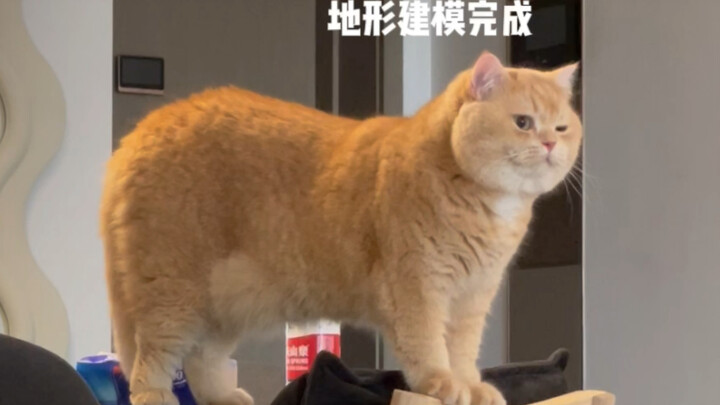 跳出狗叫