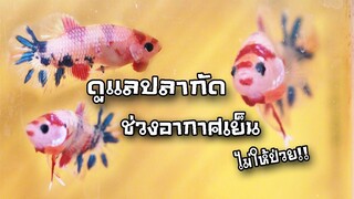 การดูแลปลากัดช่วงอากาศหนาวไม่ให้ป่วย ด้วยวิธีง่ายๆไม่ยุ่งยากสไตล์korattv