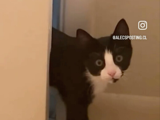 Kucing kecil yang membantumu menyalakan konsol game