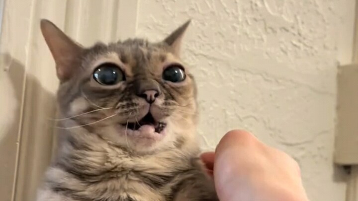 Toothless