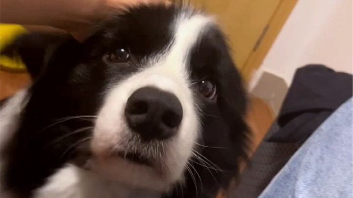 Border Collie's Forced Love
