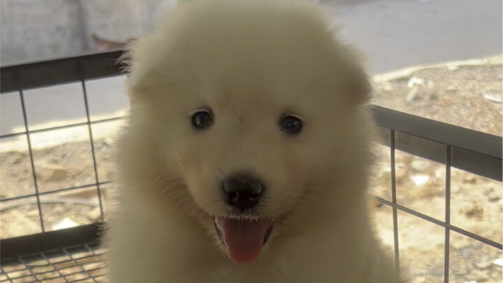 Pet market: helping fans find a Samoyed.