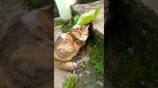 sakit perut #comedy #funny #komedi #lucu #komedikucing #kucinglucu
