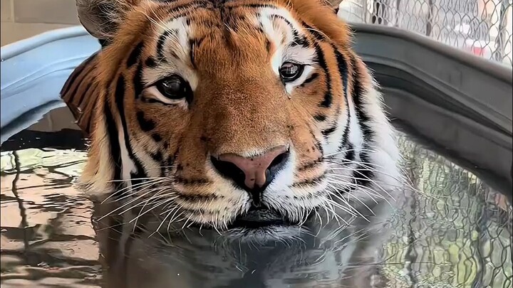 Vườn thú này quá đen tối