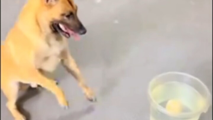 给布鲁斯调教成人了