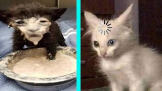 BEST DANK CAT MEMES COMPILATION OF 2020 PART 10 (from TikTok)