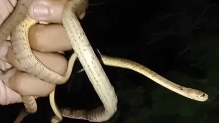 Jelajah habitat ular siput ( Pareas carinatus )
