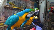 Exotic Birds and Parrots Fancy Hen and Rooster at Saddar birds shop _ Rare and U