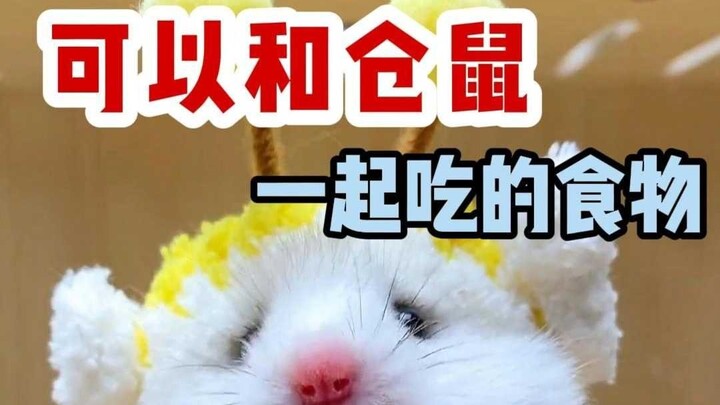 Những món ăn nào bạn có thể cùng chuột hamster thưởng thức?