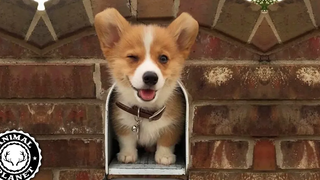 Baby Corgis 🔴 Cute and Funny Corgi Video Compilation (2019) Perritos Corgi Video Recopilacion