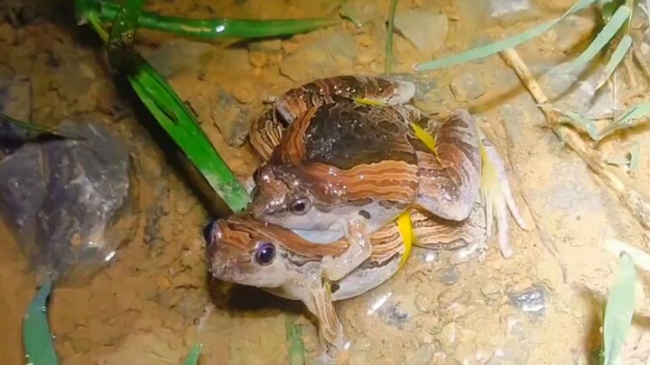 Spring has arrived, nature is reborn, and it’s time for the animals to reap the rewards!