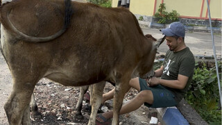 After get off work, feed the Indian sacred cow.
