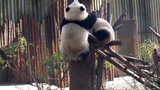 泪目！熊猫和花终于爬上树啦