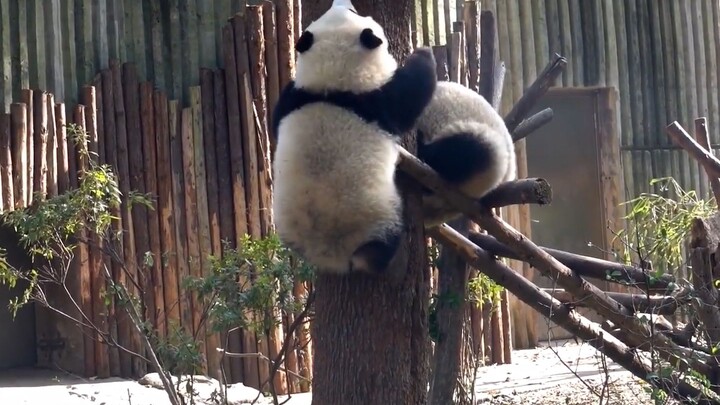 【Panda】The panda finally climbed the tree!