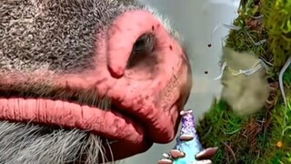 “没点艺术菌子还真刷不到”