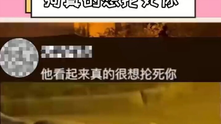 The puppy swung the stick and spun around on the ground, but unexpectedly, the owner jumped up and d