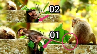 OMG!!, Baby Monkey Delena Try Hard​ To Walk But BABY Still Poor Fall Down Between Rock Like This