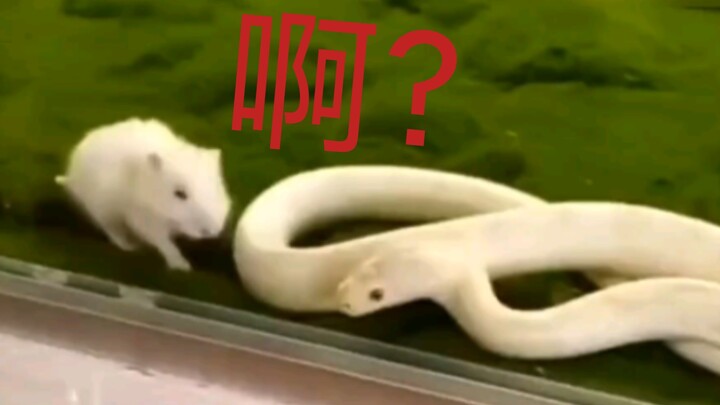 Me, the little mouse, am absolutely terrified!