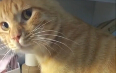 Mèo: ĐM, càng nghĩ càng tức!