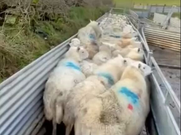 Border Collie: Just give the command, and I’ll handle the rest!