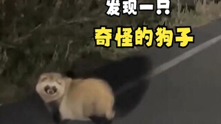 Hewan-hewan yang masih berada di jalan pada malam hari!