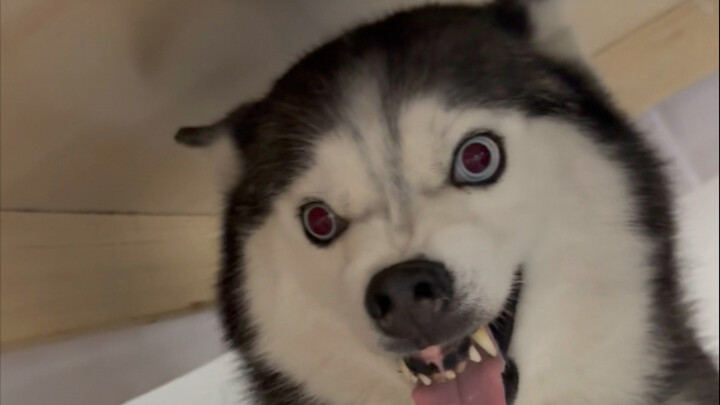 What does it mean, Shen Rourou?