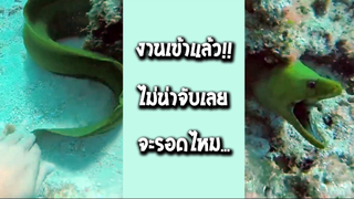 รวมคลิปตลกๆ : สาหร่ายประหลาด!!?