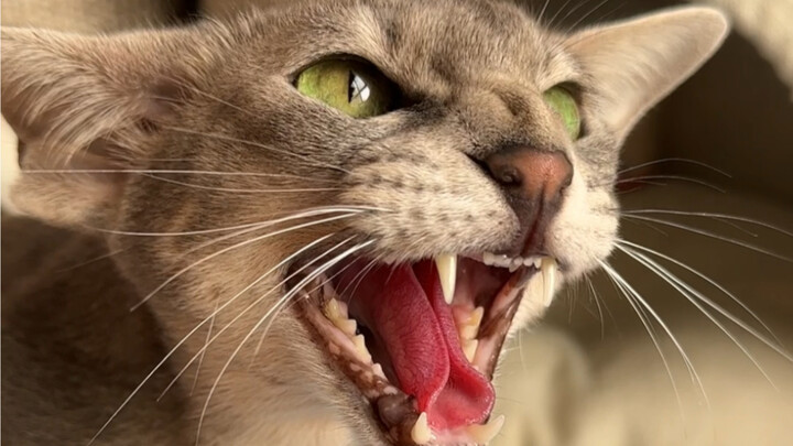 เรื่องที่ทำไมฉันถึงไม่ตัดเล็บให้แมวที่บ้าน～