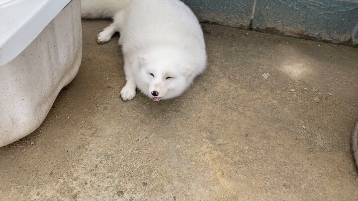 A female fox actually takes care of a male fox with dementia. Life is worth it!