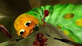 Horror Game Where You're A Fly That Eats Rotting Flesh - The Hungry Fly