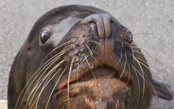 An Awkward Yet Polite Smile