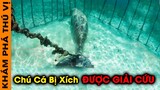 🔥 Rớt Nước Mắt Chú Cá BỊ XÍCH Dưới Biển Được Giải Cứu Và 7 Câu Chuyện Cảm Động Về Động Vật | KPTV